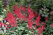 ASTILBE ARENDSII RED SENTINEL