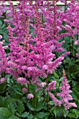 ASTILBE MAGGIE DALEY