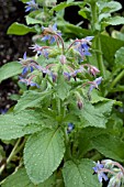 BORAGO OFFICINALIS