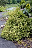 CHAMAECYPARIS PISIFERA GOLDEN MOP