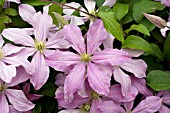 CLEMATIS MRS. CHOLMONDELEY