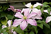 CLEMATIS MRS. CHOLMONDELEY