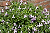 CLEMATIS VITICELLA BETTY CORNING