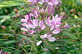 CLEOME HASSLERIANA SPARKLER LAVENDER