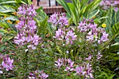 CLEOME HASSLERIANA SPARKLER LAVENDER