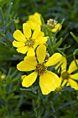 COREOPSIS PALMATA