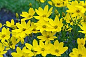 COREOPSIS PALMATA