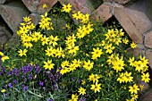 COREOPSIS VERTICILLATA ZAGREB