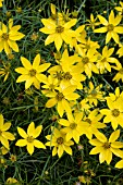 COREOPSIS VERTICILLATA ZAGREB