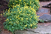 CORYDALIS LUTEA