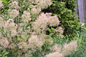 COTINUS COGGYGRIA YOUNG LADY