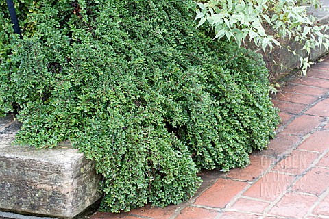 COTONEASTER_ADPRESSUS_LITTLE_GEM