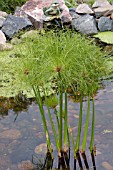 CYPERUS PAPYRUS