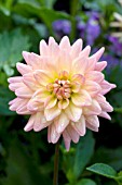 DAHLIA MARY JO