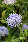 DIDISCUS COERULEA