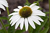 ECHINACEA BABY SWAN WHITE