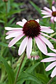 ECHINACEA CHOCOLATE STRAWBERRIES