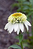 ECHINACEA COCONUT LIME