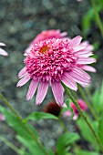 ECHINACEA PINK DOUBLE DELIGHT