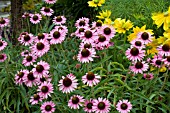 ECHINACEA PIXIE MEADOWBRITE