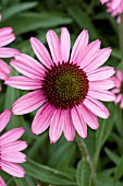 ECHINACEA PIXIE MEADOWBRITE