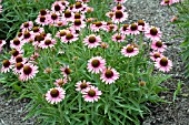 ECHINACEA PIXIE MEADOWBRITE
