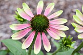 ECHINACEA PURPUREA GREEN ENVY