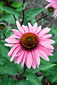 ECHINACEA PURPUREA MERLOT