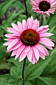 ECHINACEA PURPUREA MERLOT