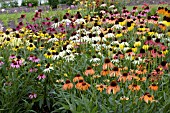 ECHINACEA PURPUREA MIX