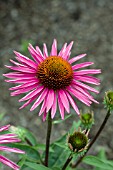 ECHINACEA PURPUREA PICA BELLA