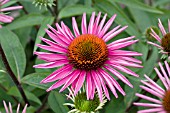 ECHINACEA PURPUREA PICA BELLA