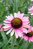 ECHINACEA PURPUREA PIXIE MEADOWBRITE