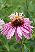 ECHINACEA PURPUREA PRAIRIE SPLENDOR