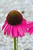 ECHINACEA RASPBERRY TART