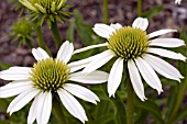 ECHINACEA SNOW CONE