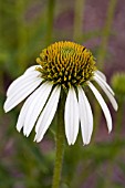 ECHINACEA SUMMER SNOW STORM