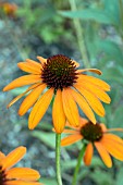 ECHINACEA TIKI TORCH