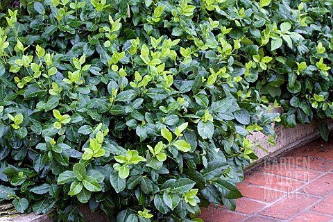 EUONYMUS_FORTUNEI_COLORATUS