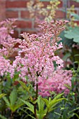 FILIPENDULA RUBRA VENUSTA