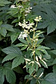 FILIPENDULA ULMARIA VARIEGATA