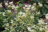 FILIPENDULA ULMARIA VARIEGATA