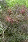 FOENICULUM VULGARE PURPUREUM