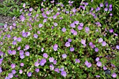 GERANIUM ROZANNE