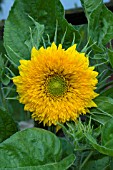 HELIANTHUS ANNUUS TEDDY BEAR