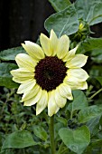 HELIANTHUS ANNUUS VALENTINE