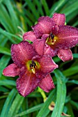 HEMEROCALLIS LITTLE WINE CUP