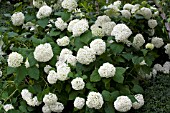 HYDRANGEA ARBORESCENS ANNABELLE