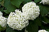 HYDRANGEA ARBORESCENS ANNABELLE