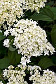 HYDRANGEA ARBORESCENS HAYES STARBURST